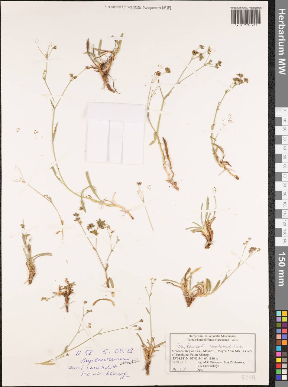 Bupleurum montanum Coss. & Durand, Африка (AFR) (Марокко)