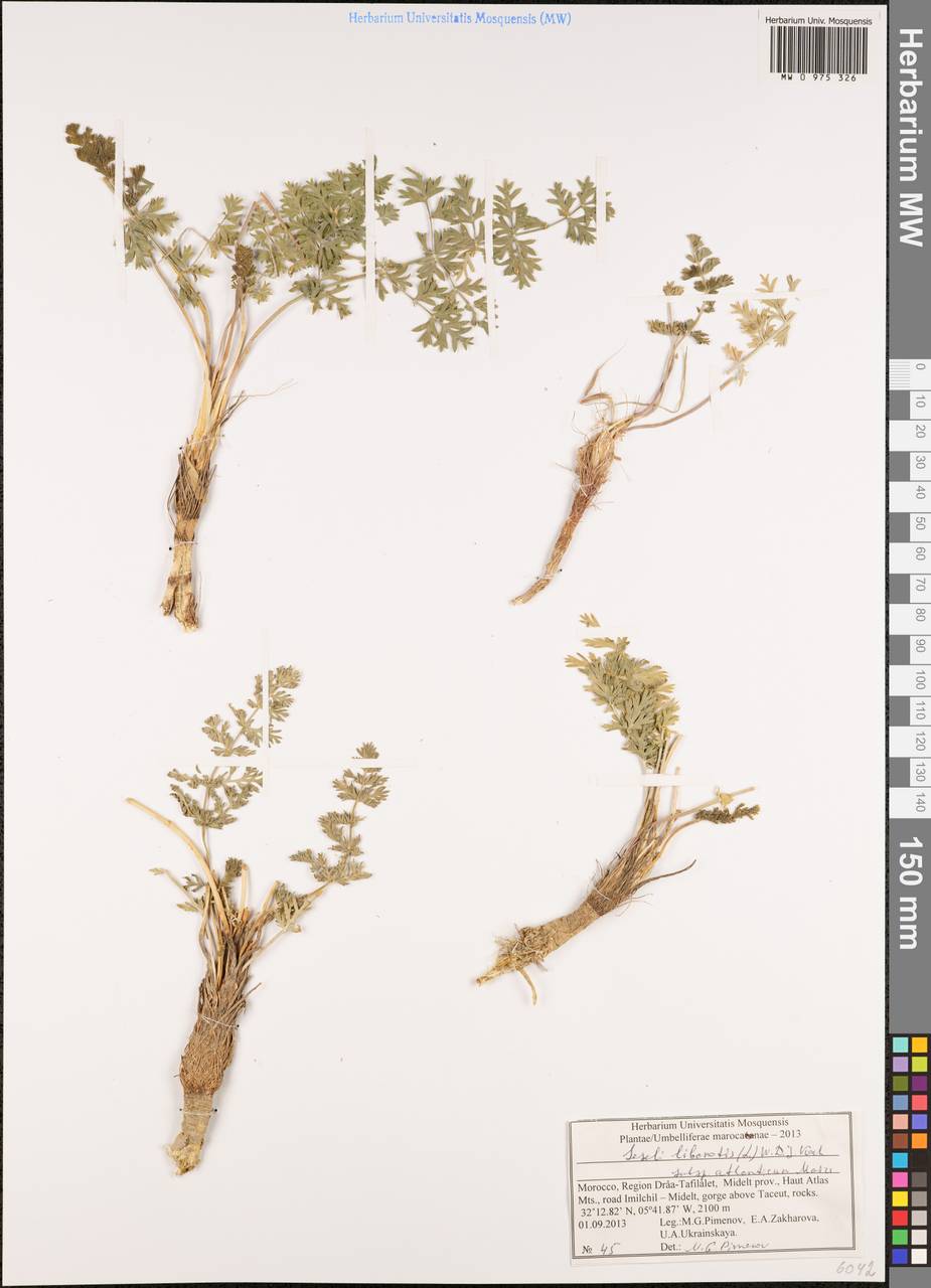 Seseli libanotis subsp. atlanticum Maire, Африка (AFR) (Марокко)