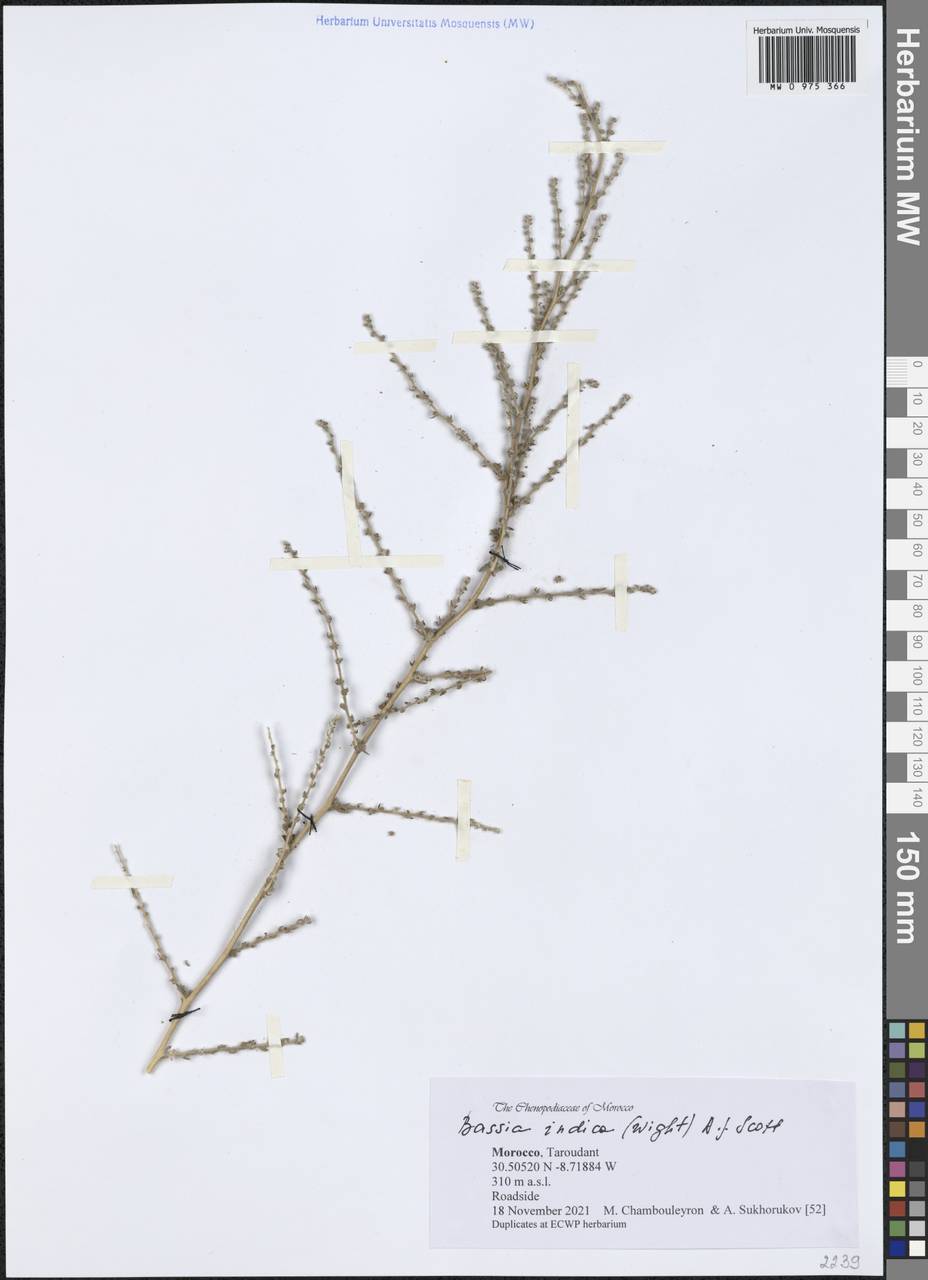 Bassia indica (Wight) A. J. Scott, Африка (AFR) (Марокко)