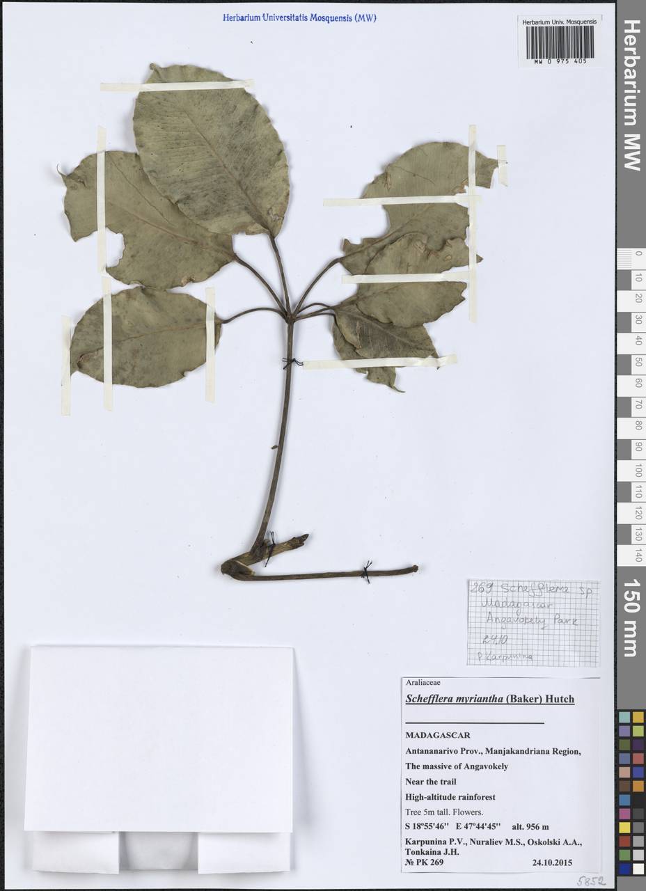 Astropanax myrianthus (Baker) Lowry, G.M.Plunkett, Gostel & Frodin, Африка (AFR) (Мадагаскар)
