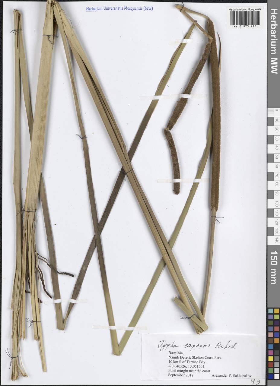 Typha capensis (Rohrb.) N.E.Br., Африка (AFR) (Намибия)