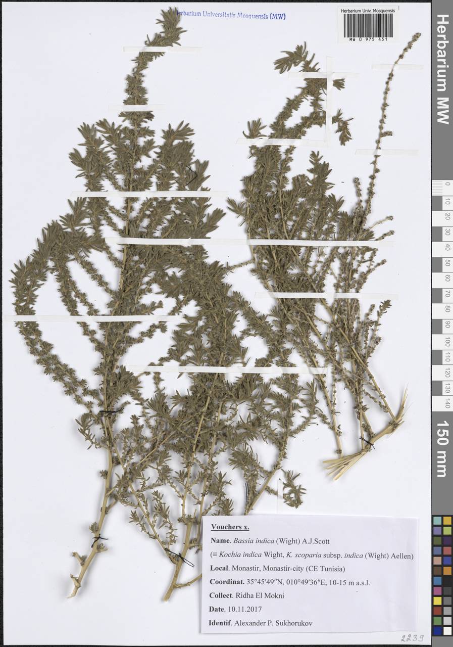 Bassia indica (Wight) A.J.Scott, Африка (AFR) (Тунис)