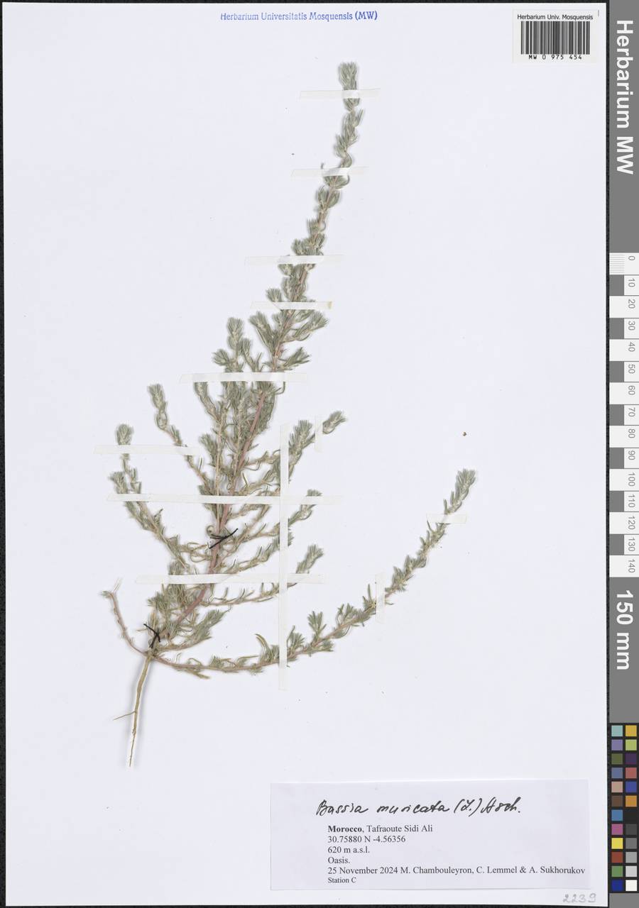 Bassia muricata (L.) Asch., Африка (AFR) (Марокко)