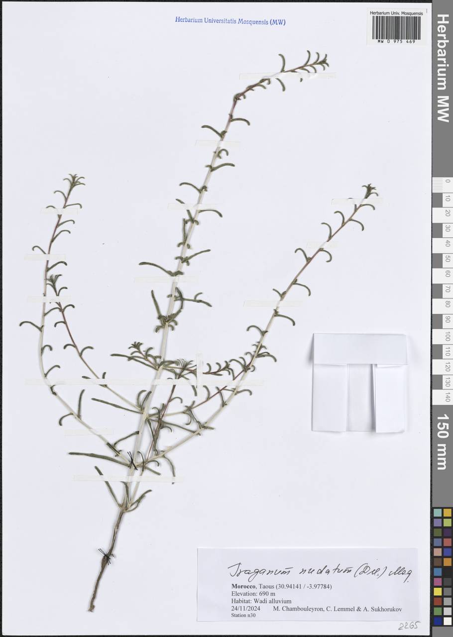 Traganum nudatum Delile, Африка (AFR) (Марокко)