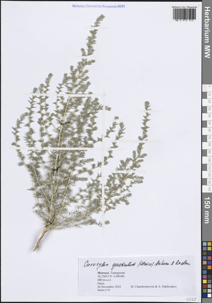 Caroxylon gaetulum (Maire) Akhani & Roalson, Африка (AFR) (Марокко)