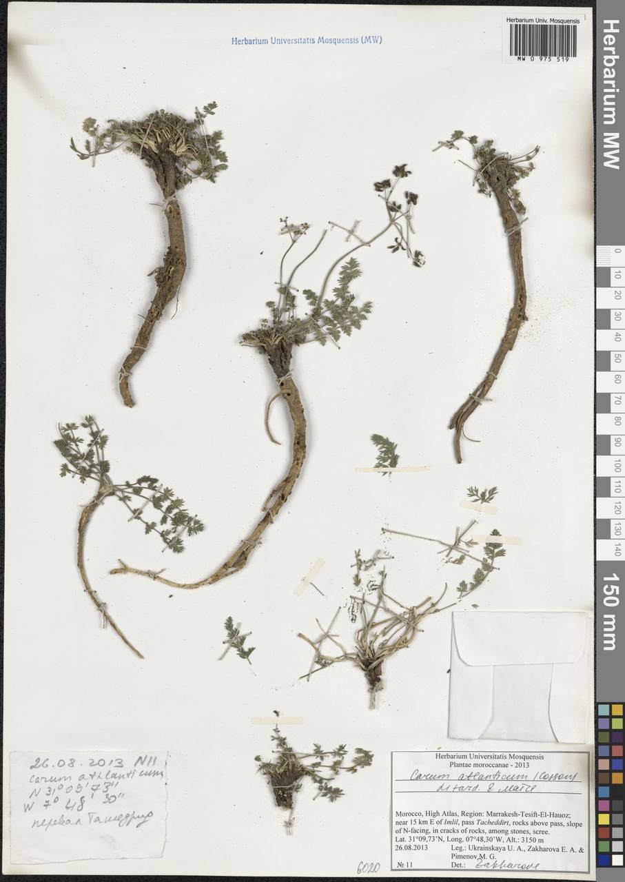 Berberocarum atlanticum (Coss. ex Batt.) Zakharova & Pimenov, Африка (AFR) (Марокко)