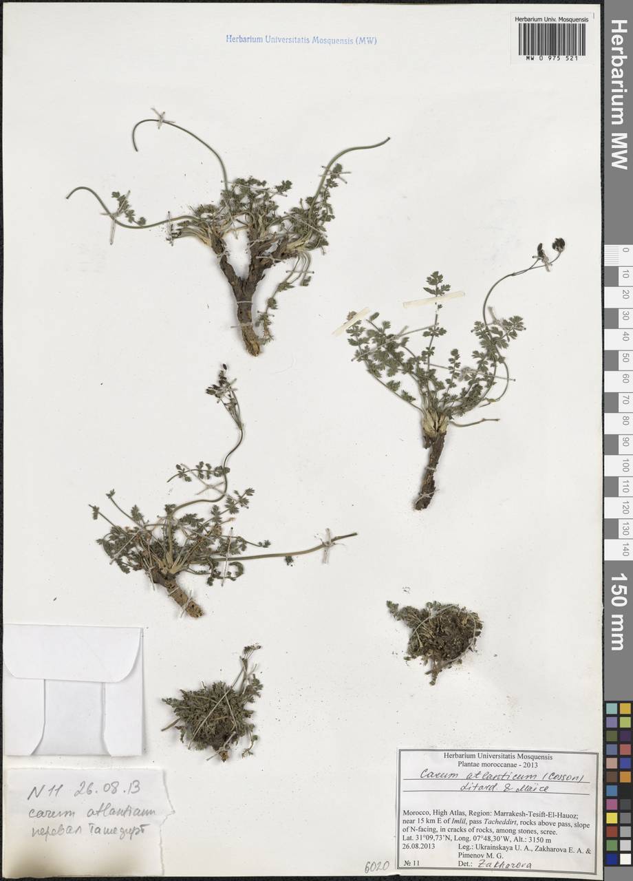 Berberocarum atlanticum (Coss. ex Batt.) Zakharova & Pimenov, Африка (AFR) (Марокко)