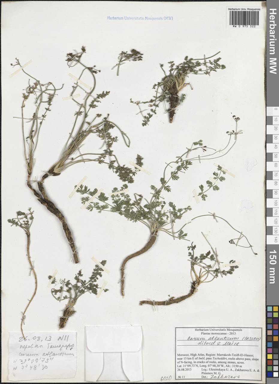 Berberocarum atlanticum (Coss. ex Batt.) Zakharova & Pimenov, Африка (AFR) (Марокко)
