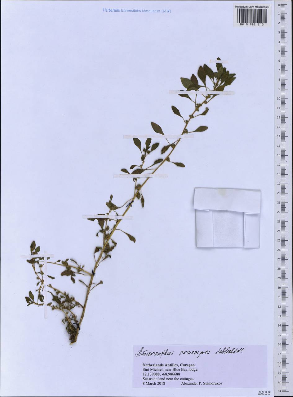Amaranthus crassipes Schltdl., Америка (AMER) (Кюрасао)