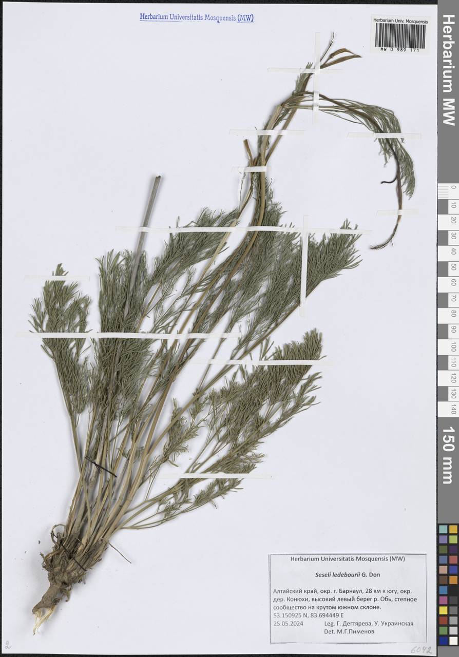 Конский фенхель Ледебура (G.Don) J.H.Xue, Chepinoga & K.P.Ma, Сибирь, Алтай и Саяны (S2) (Россия)