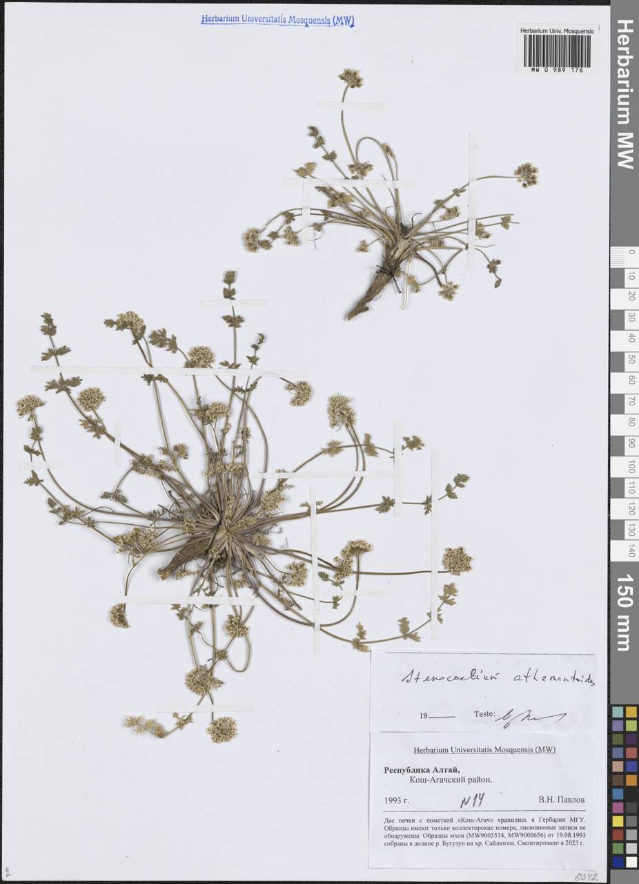 Стеноцелиум атамантовидный (M.Bieb.) Ledeb., Сибирь, Алтай и Саяны (S2) (Россия)