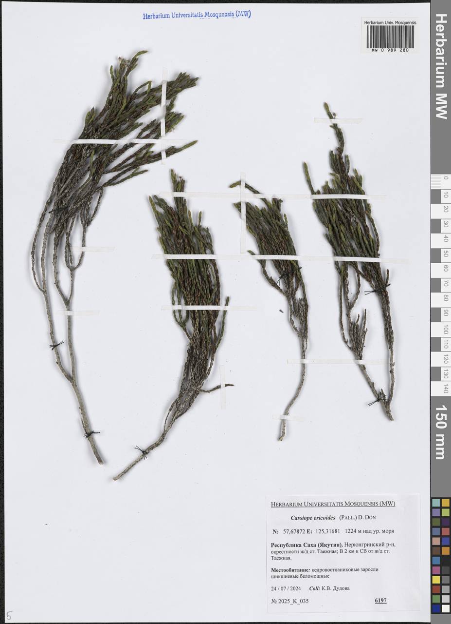 Кассиопа вересковидная (Pall.) D.Don, Сибирь, Якутия (S5) (Россия)