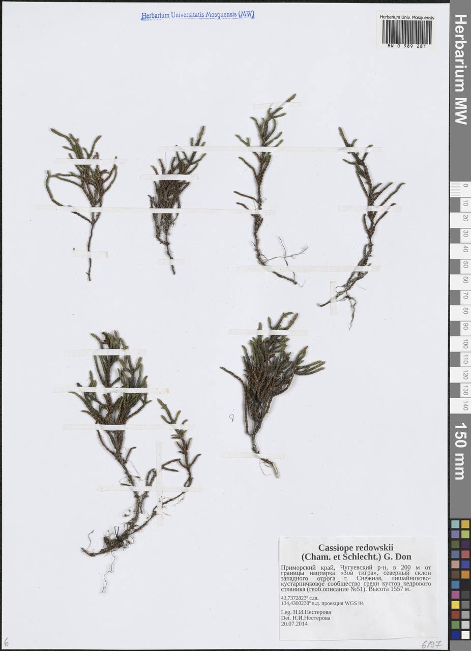 Кассиопа Редовского (Cham. & Schltdl.) G.Don, Сибирь, Дальний Восток (S6) (Россия)