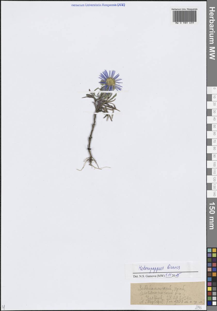 Aster neobiennis Brouillet, Semple & Y.L.Chen, Сибирь, Прибайкалье и Забайкалье (S4) (Россия)