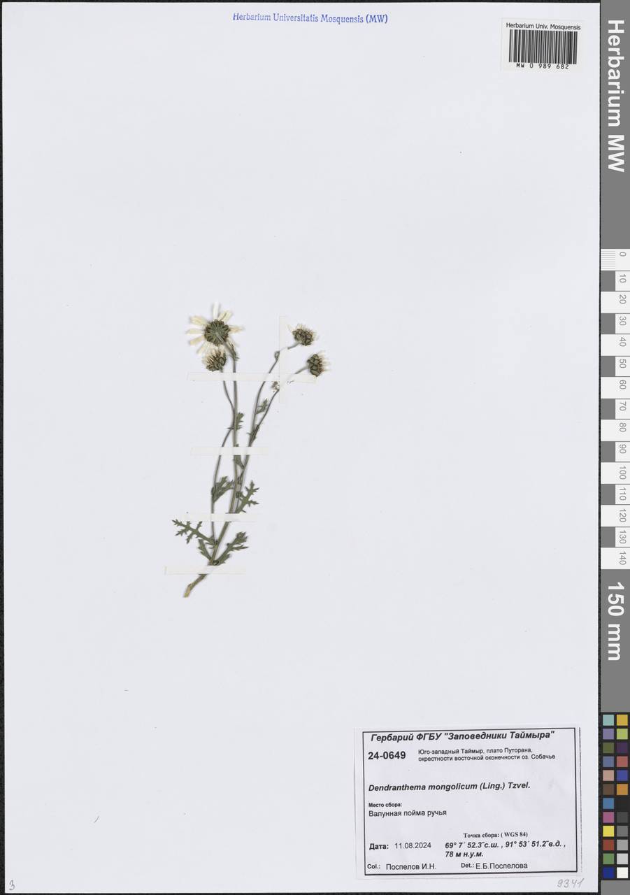 Chrysanthemum zawadzkii subsp. peleiolepis (Trautv.) Zuev, Сибирь, Центральная Сибирь (S3) (Россия)