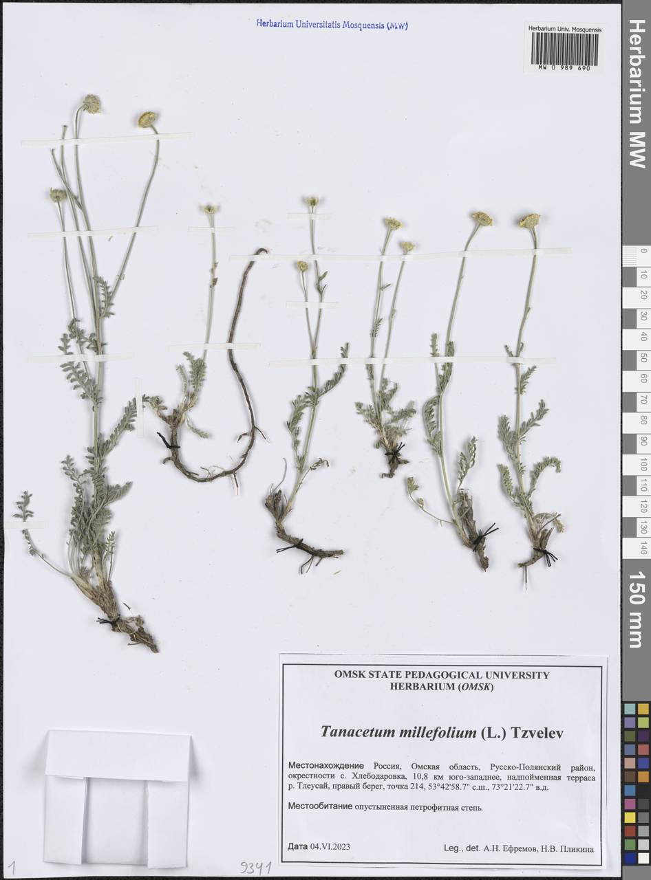 Пижма тысячелистная (L.) Tzvelev, Сибирь, Западная Сибирь (S1) (Россия)