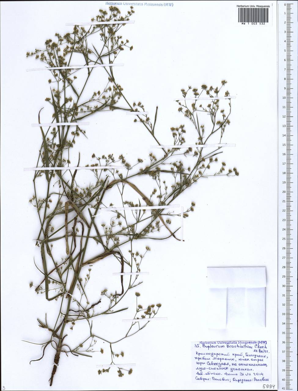 Володушка ветвистая K.Koch ex Boiss., Кавказ, Черноморское побережье (от Новороссийска до Адлера) (K3) (Россия)