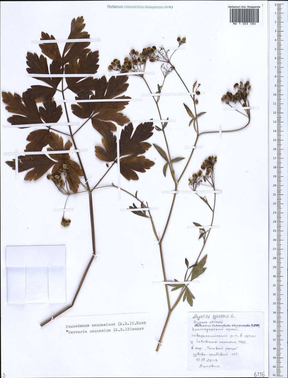 Дихоропеталум кавказский (M.Bieb.) Soldano, Galasso & Banfi, Кавказ, Черноморское побережье (от Новороссийска до Адлера) (K3) (Россия)