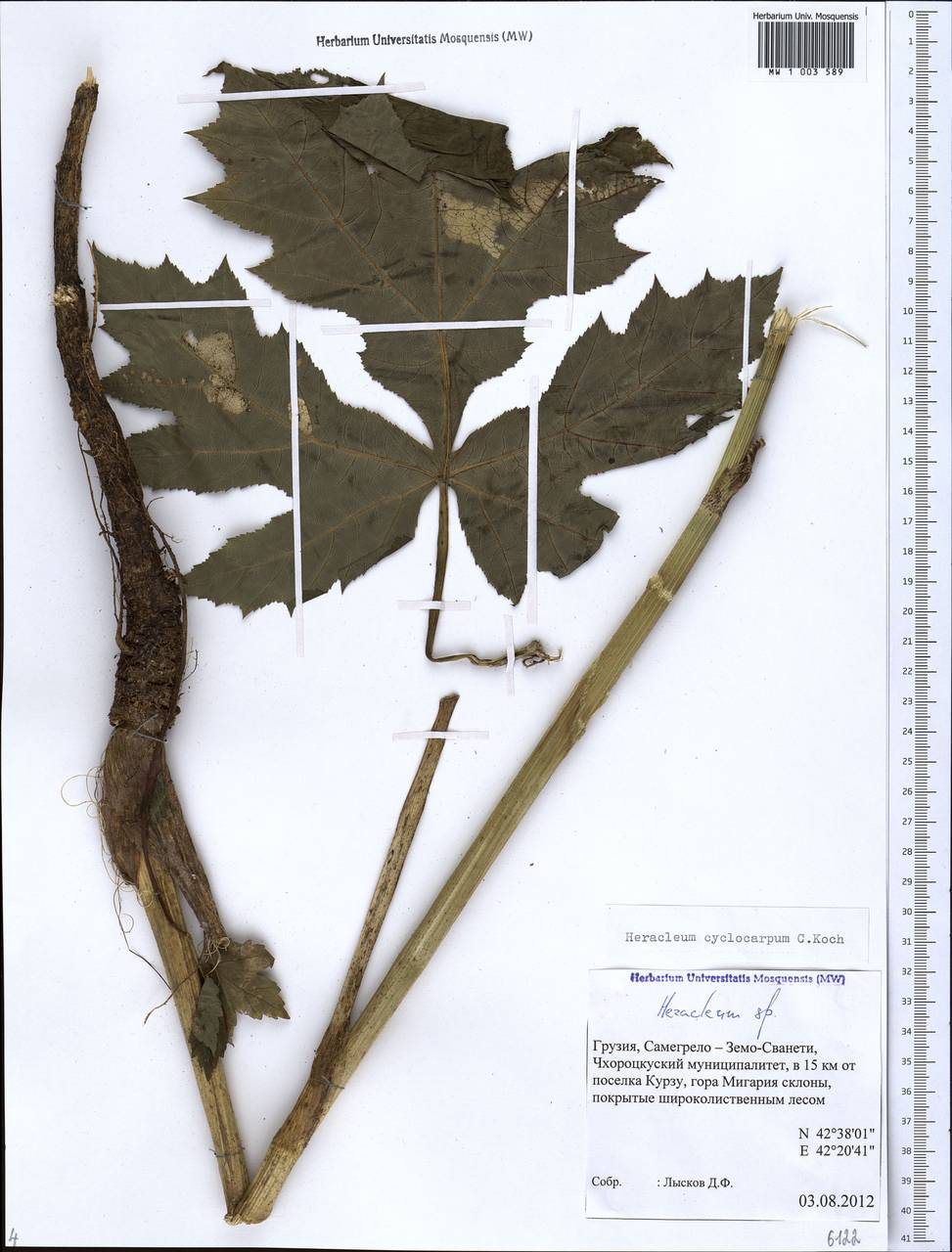 Борщевик круглоплодный K.Koch, Кавказ, Грузия (K4) (Грузия)