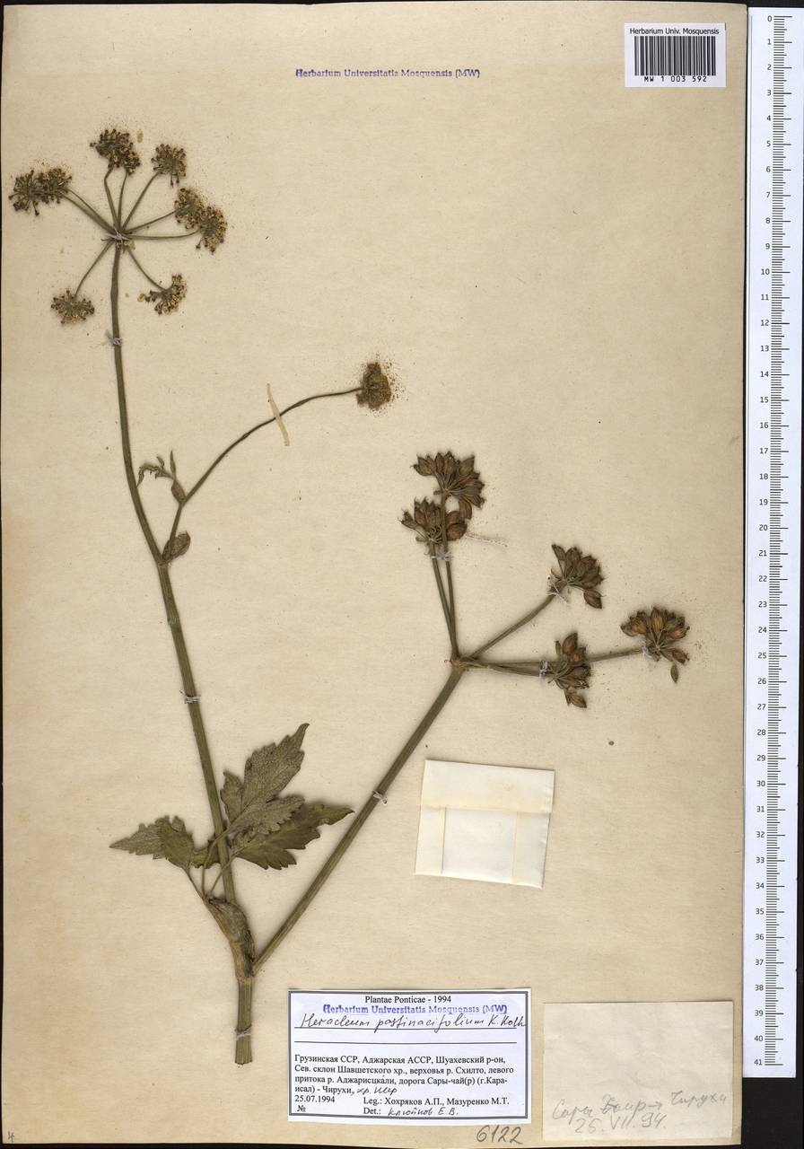 Борщевик пастернаколистный K.Koch, Кавказ, Грузия (K4) (Грузия)