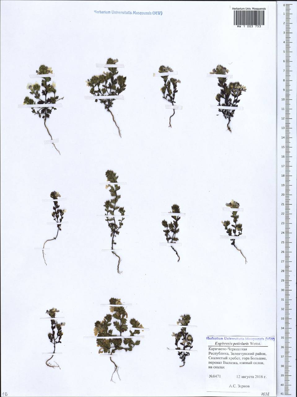 Очанка черешковая Wettst., Кавказ, Ставропольский край, Карачаево-Черкесия, Кабардино-Балкария (K1b) (Россия)