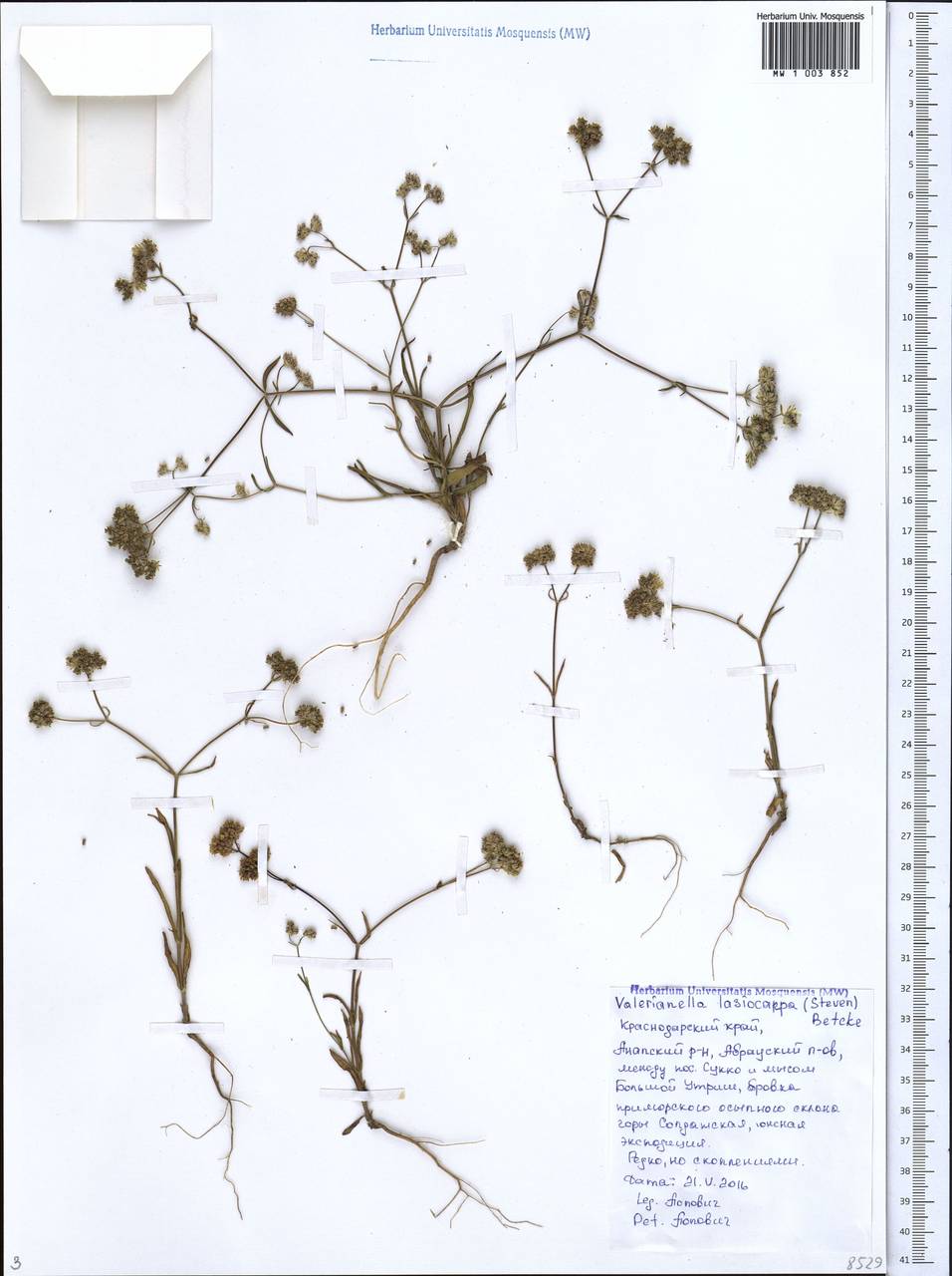 Валерианелла пушистоплодная (Stev.) Betcke, Кавказ, Краснодарский край и Адыгея (K1a) (Россия)