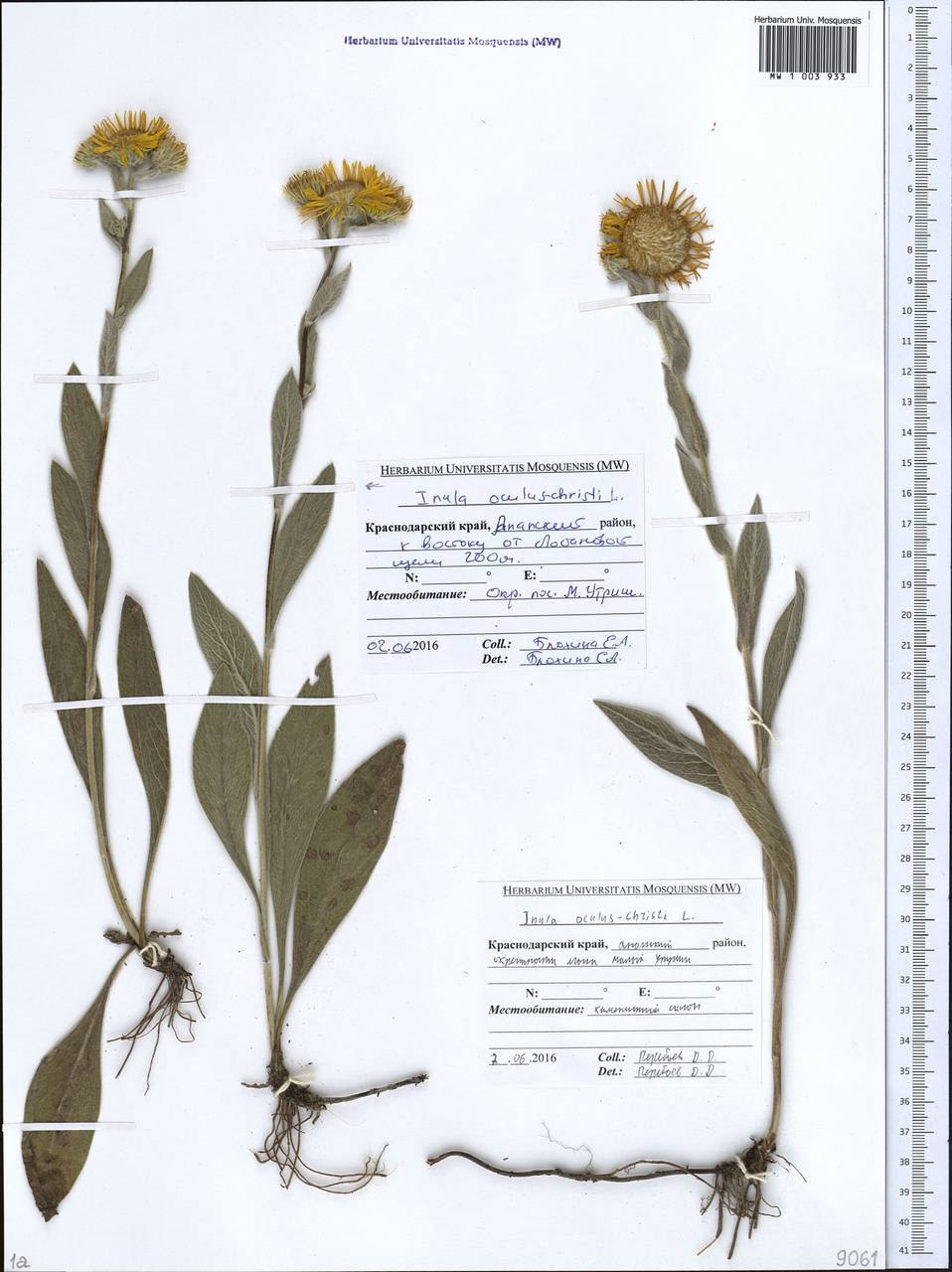 Pentanema oculus-christi (L.) D. Gut. Larr., Santos-Vicente, Anderb., E. Rico & M. M. Mart. Ort., Кавказ, Краснодарский край и Адыгея (K1a) (Россия)