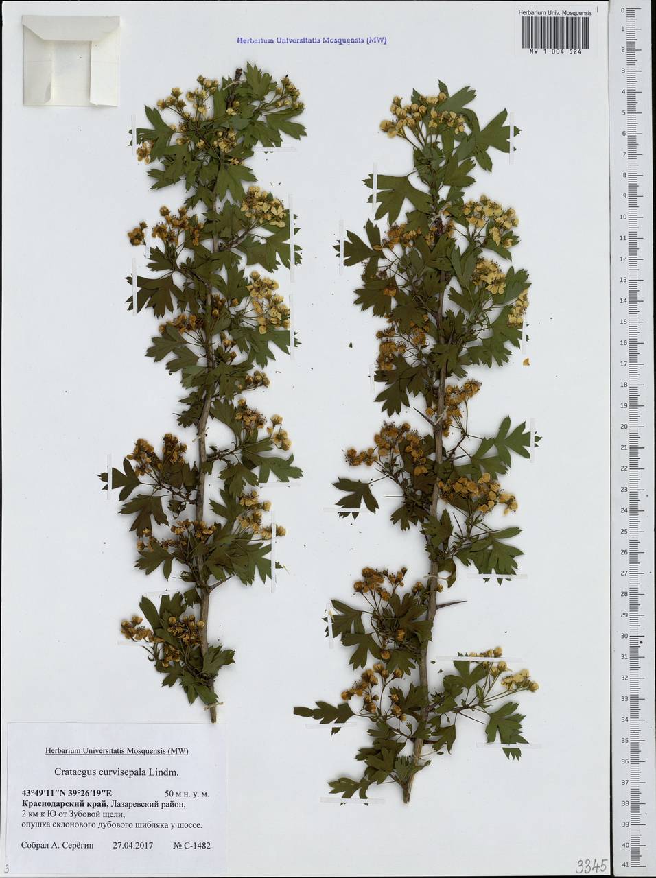 Crataegus praemonticola Holub, Кавказ, Черноморское побережье (от Новороссийска до Адлера) (K3) (Россия)