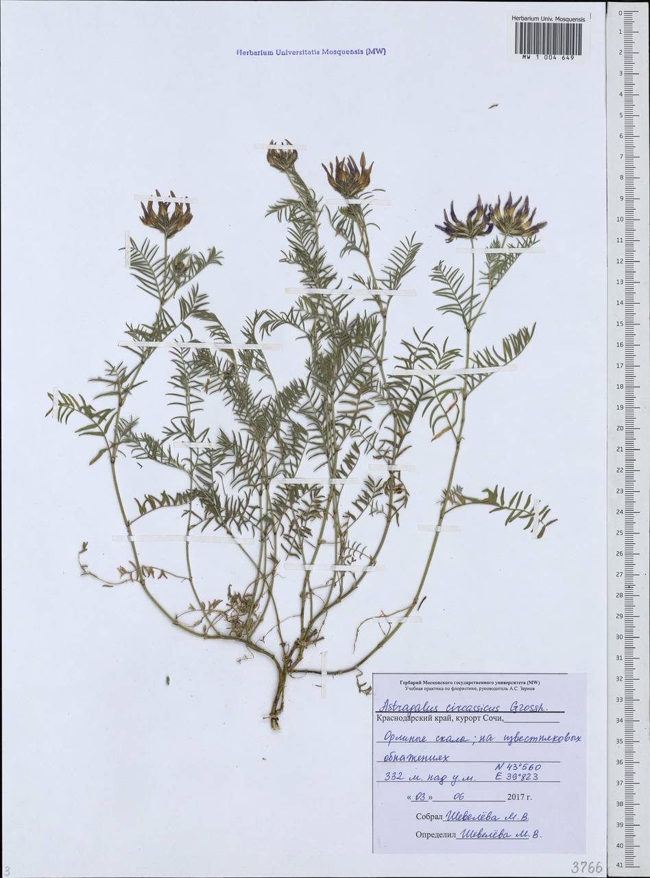 Астрагал черкесский Grossh., Кавказ, Черноморское побережье (от Новороссийска до Адлера) (K3) (Россия)