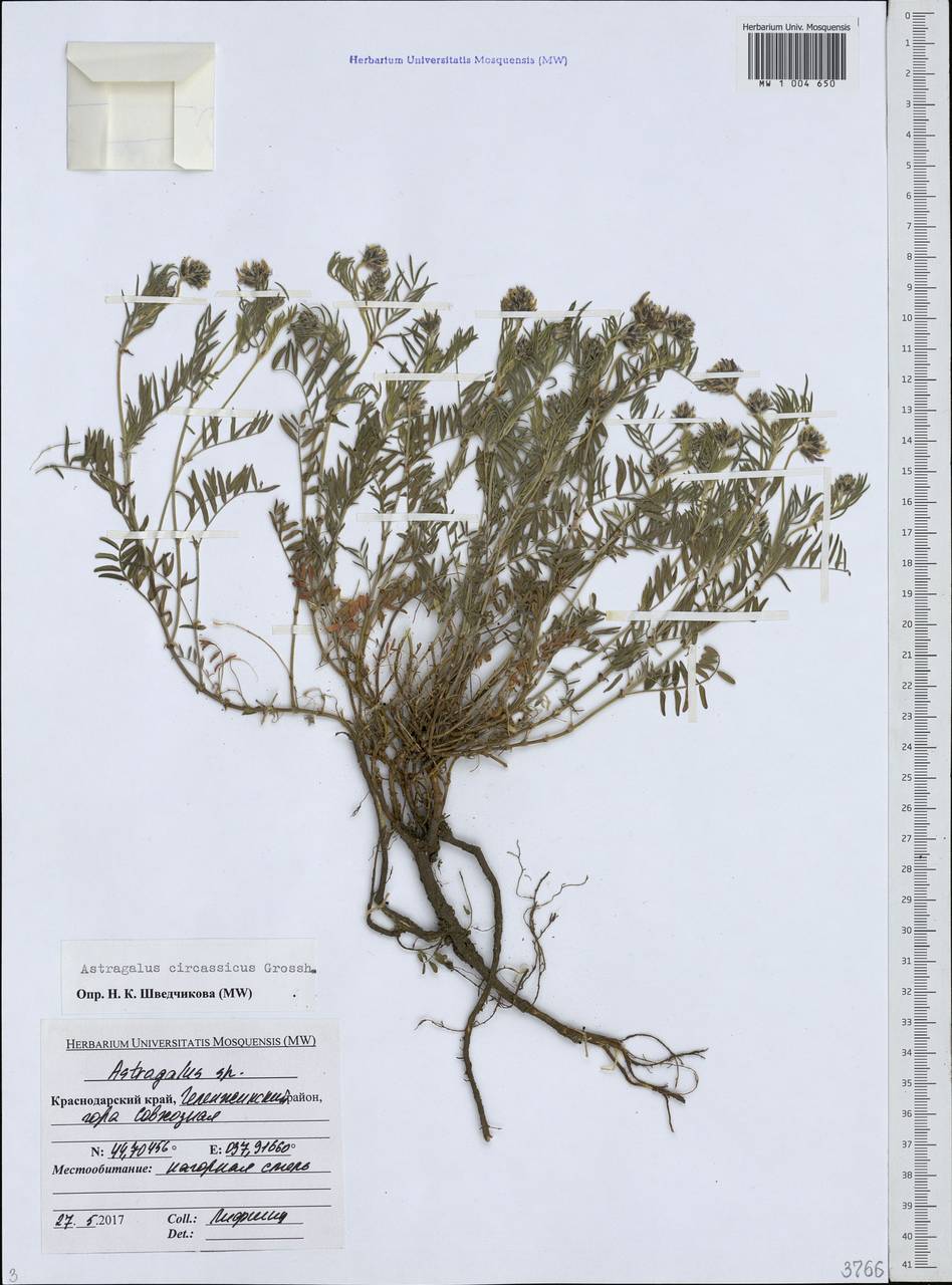 Астрагал черкесский Grossh., Кавказ, Черноморское побережье (от Новороссийска до Адлера) (K3) (Россия)