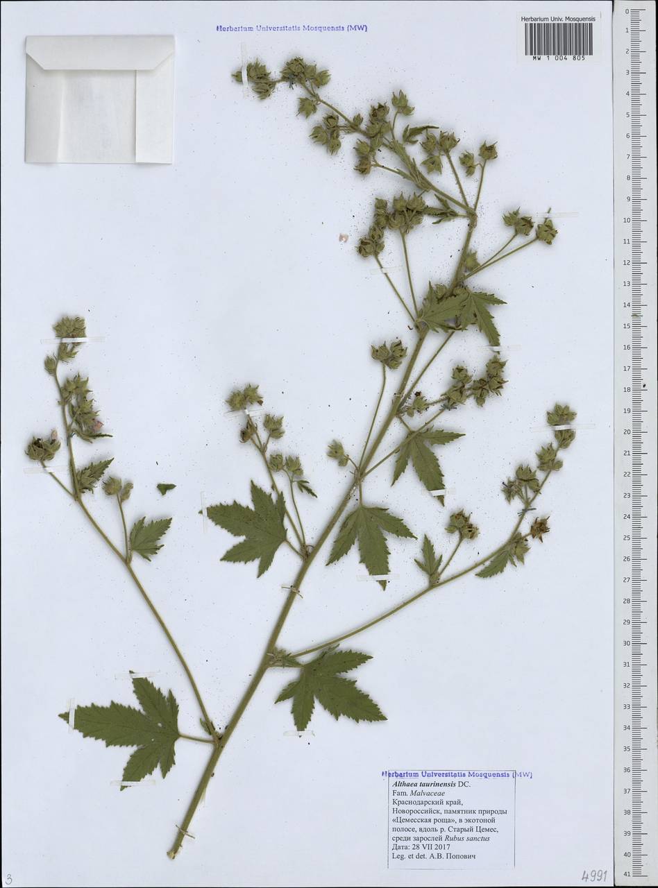 Алтей армянский Ten., Кавказ, Черноморское побережье (от Новороссийска до Адлера) (K3) (Россия)