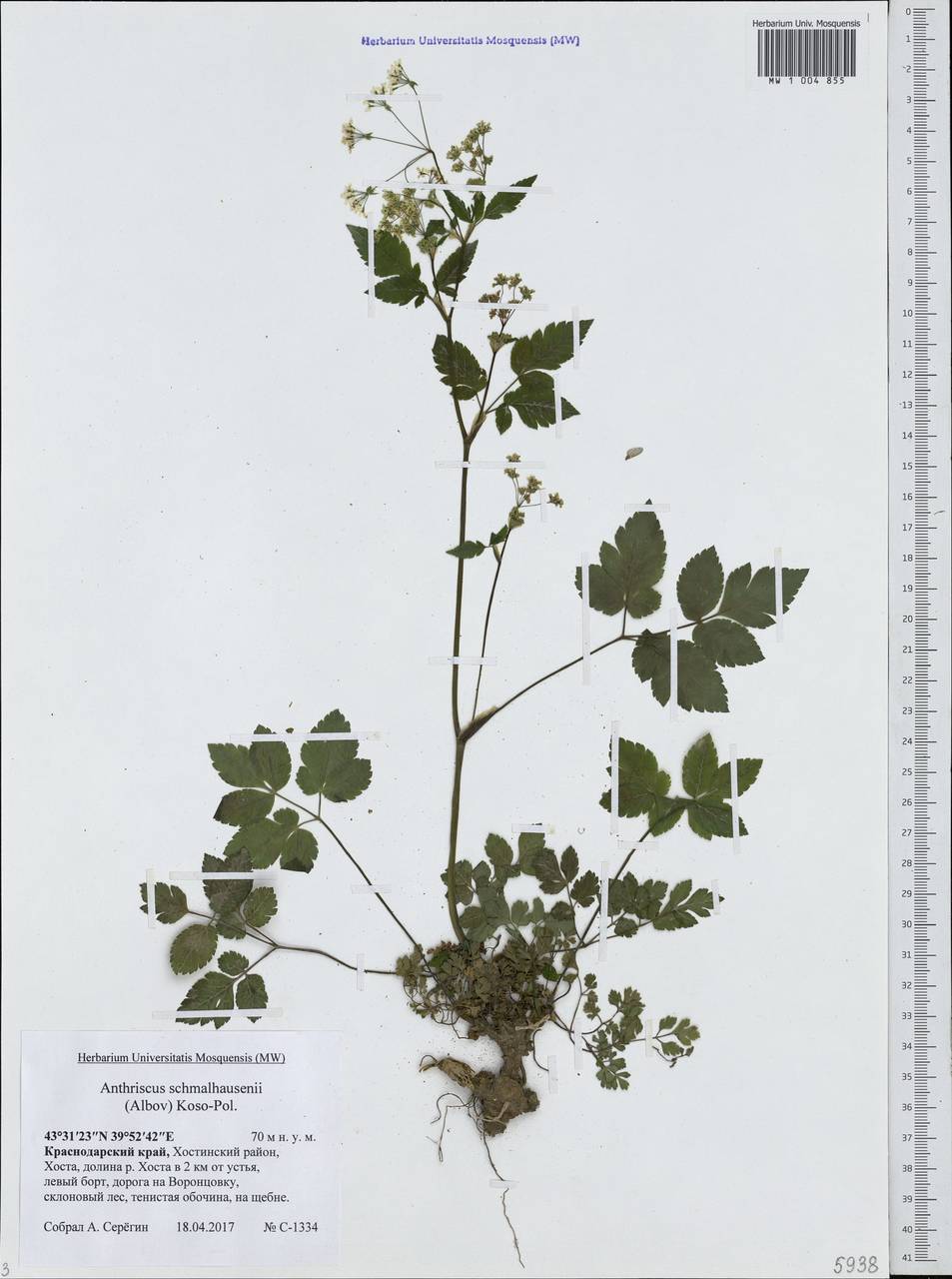 Купырь Шмальгаузена (Albov) Koso-Pol., Кавказ, Черноморское побережье (от Новороссийска до Адлера) (K3) (Россия)