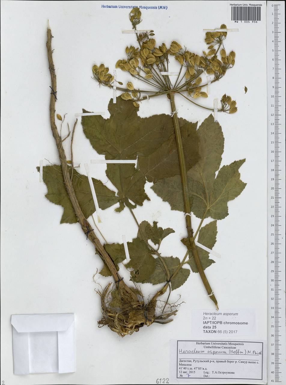 Борщевик жесткий (Hoffm.) M.Bieb., Кавказ, Дагестан (K2) (Россия)