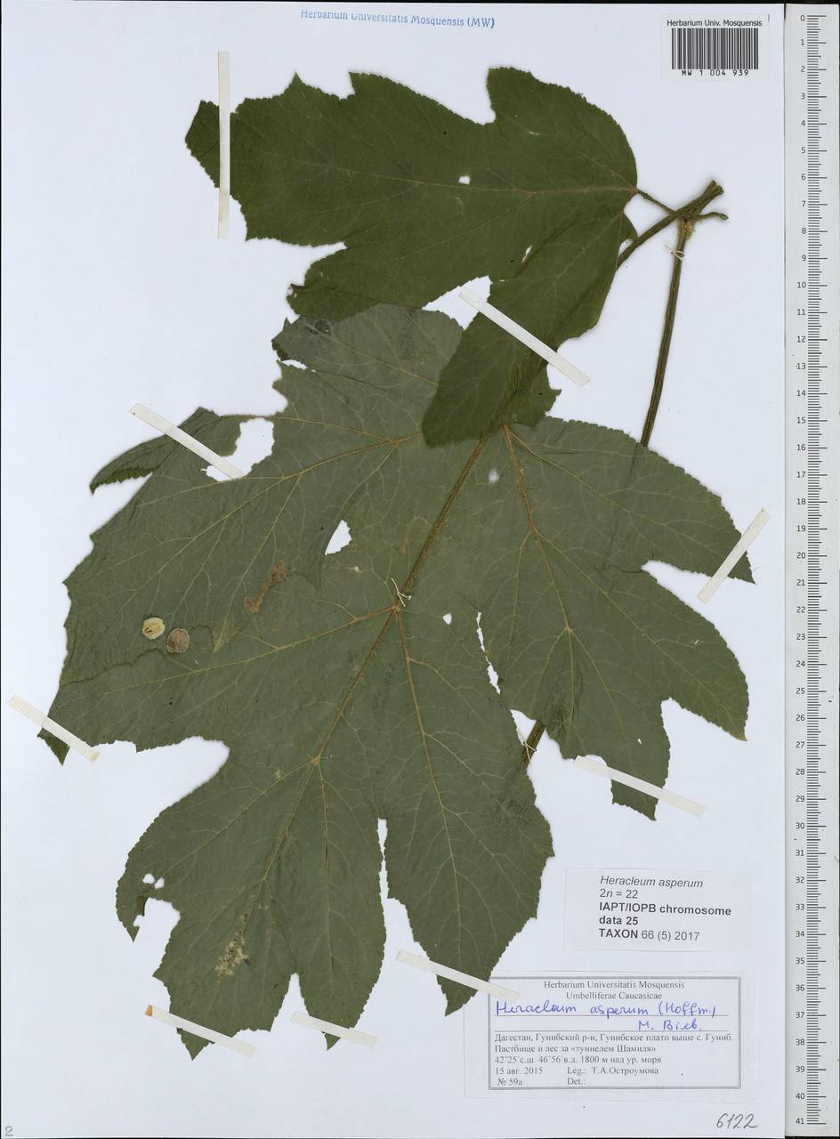 Борщевик жесткий (Hoffm.) M.Bieb., Кавказ, Дагестан (K2) (Россия)