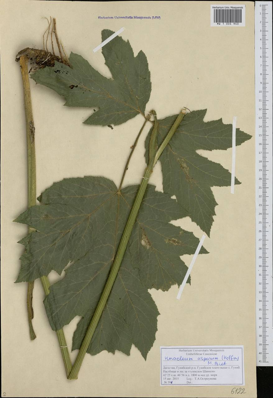 Борщевик жесткий (Hoffm.) M.Bieb., Кавказ, Дагестан (K2) (Россия)