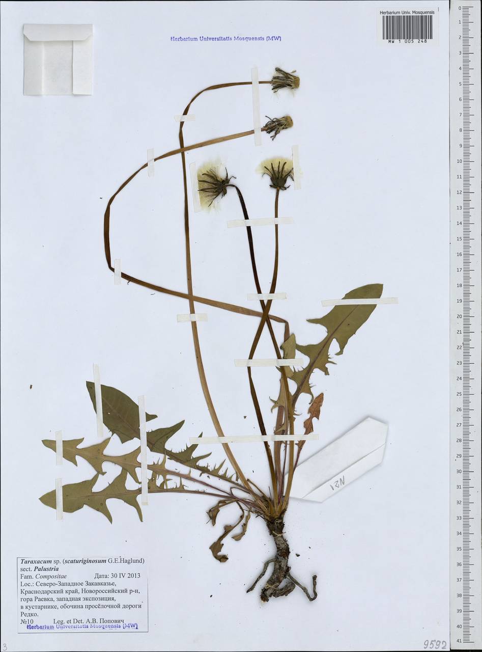 Taraxacum scaturiginosum G. E. Haglund, Кавказ, Черноморское побережье (от Новороссийска до Адлера) (K3) (Россия)
