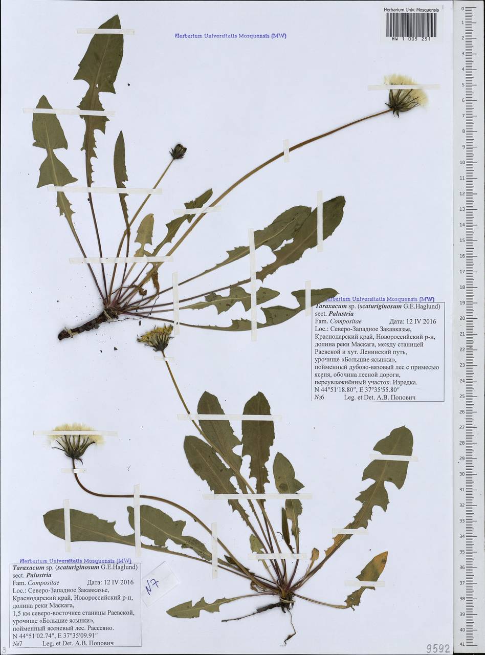 Taraxacum scaturiginosum G. E. Haglund, Кавказ, Черноморское побережье (от Новороссийска до Адлера) (K3) (Россия)
