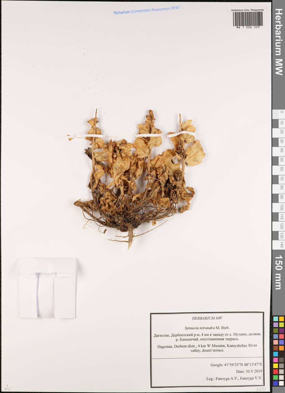 Шпинат четырехтычинковый M. Bieb., Кавказ, Дагестан (K2) (Россия)