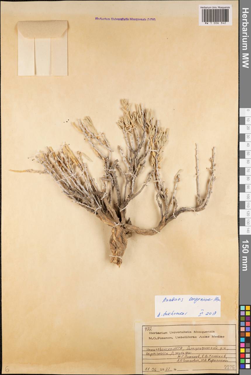 Anabasis eugeniae Iljin, Кавказ, Азербайджан (K6) (Азербайджан)