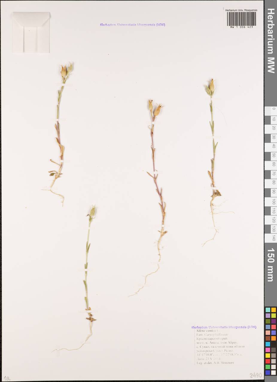 Silene conica subsp. conica, Кавказ, Краснодарский край и Адыгея (K1a) (Россия)