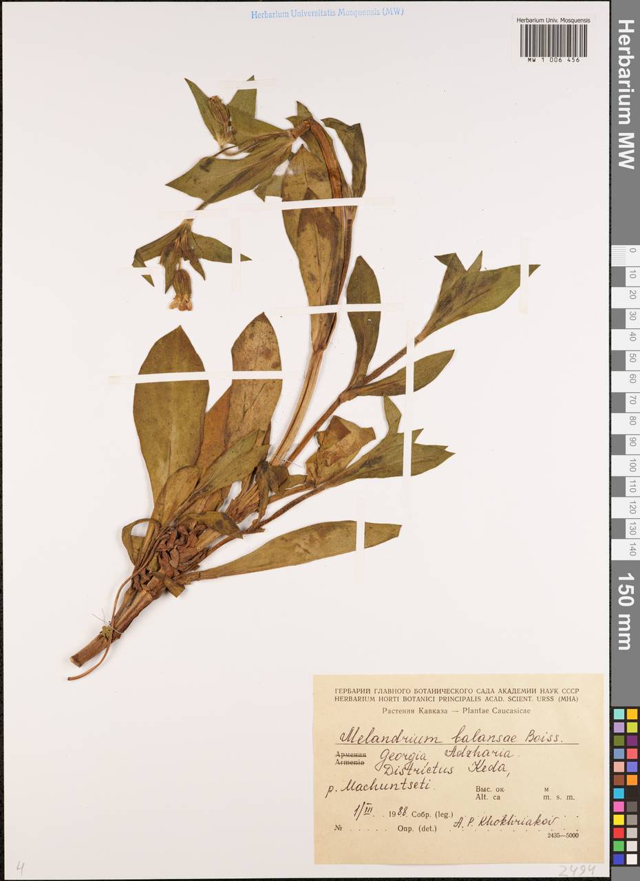 Смолевка Балансы Boiss., Кавказ, Грузия (K4) (Грузия)