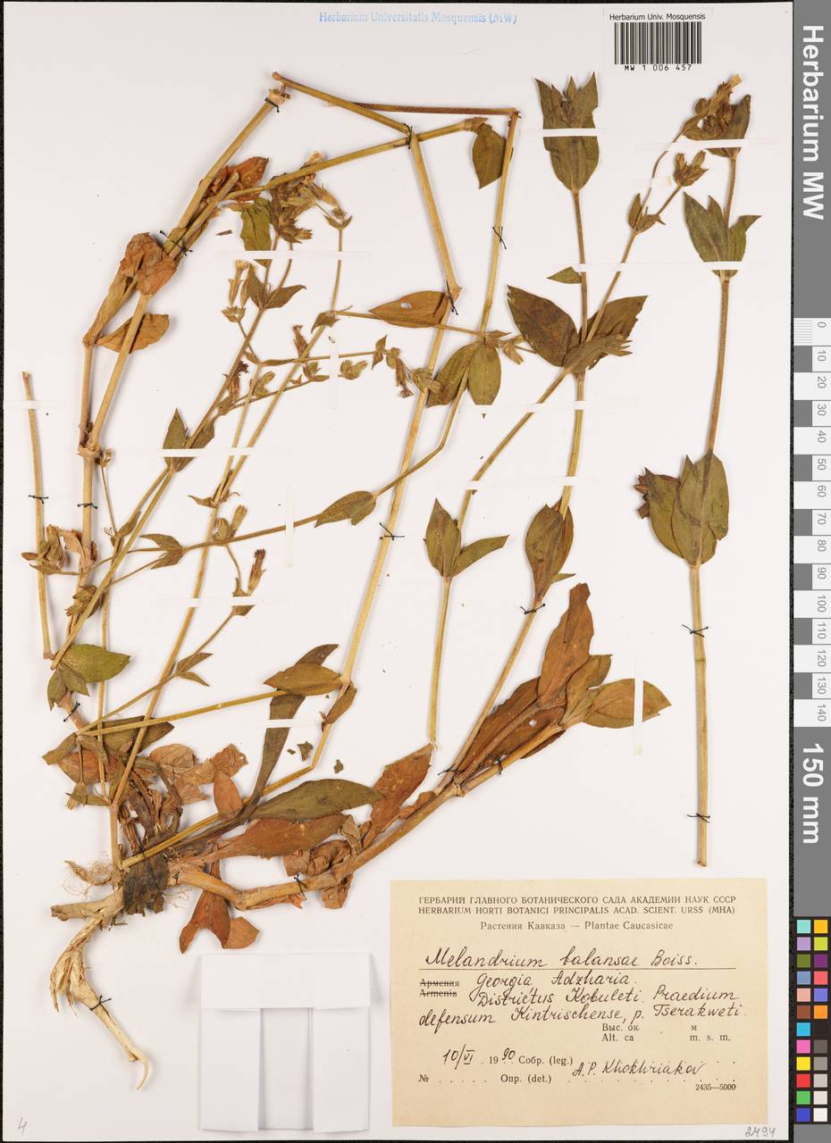 Смолевка Балансы Boiss., Кавказ, Грузия (K4) (Грузия)