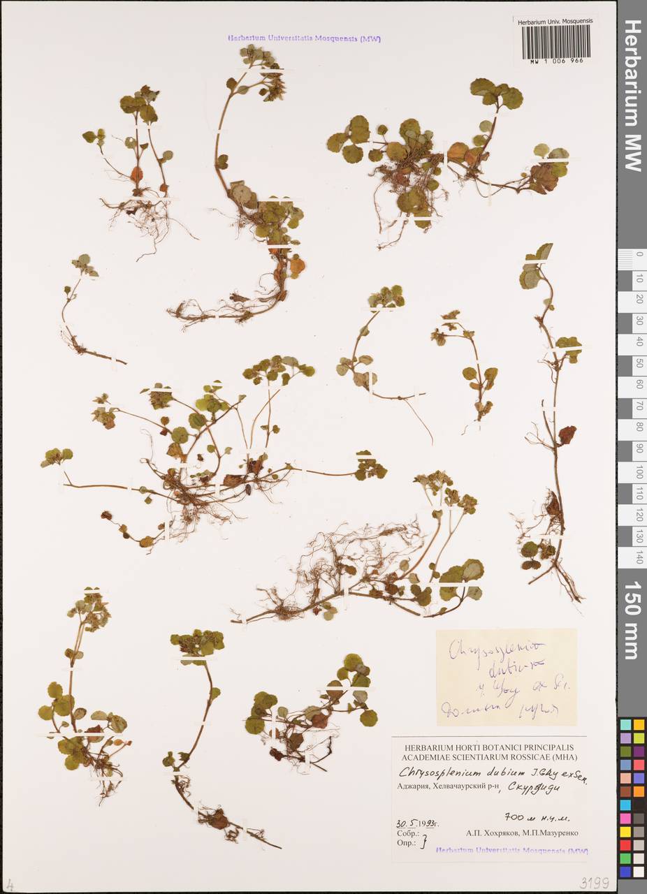 Селезеночник сомнительный Gay ex Ser., Кавказ, Грузия (K4) (Грузия)