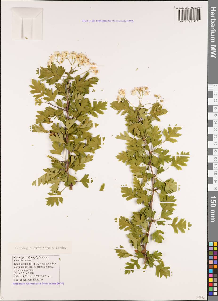Crataegus praemonticola Holub, Кавказ, Черноморское побережье (от Новороссийска до Адлера) (K3) (Россия)
