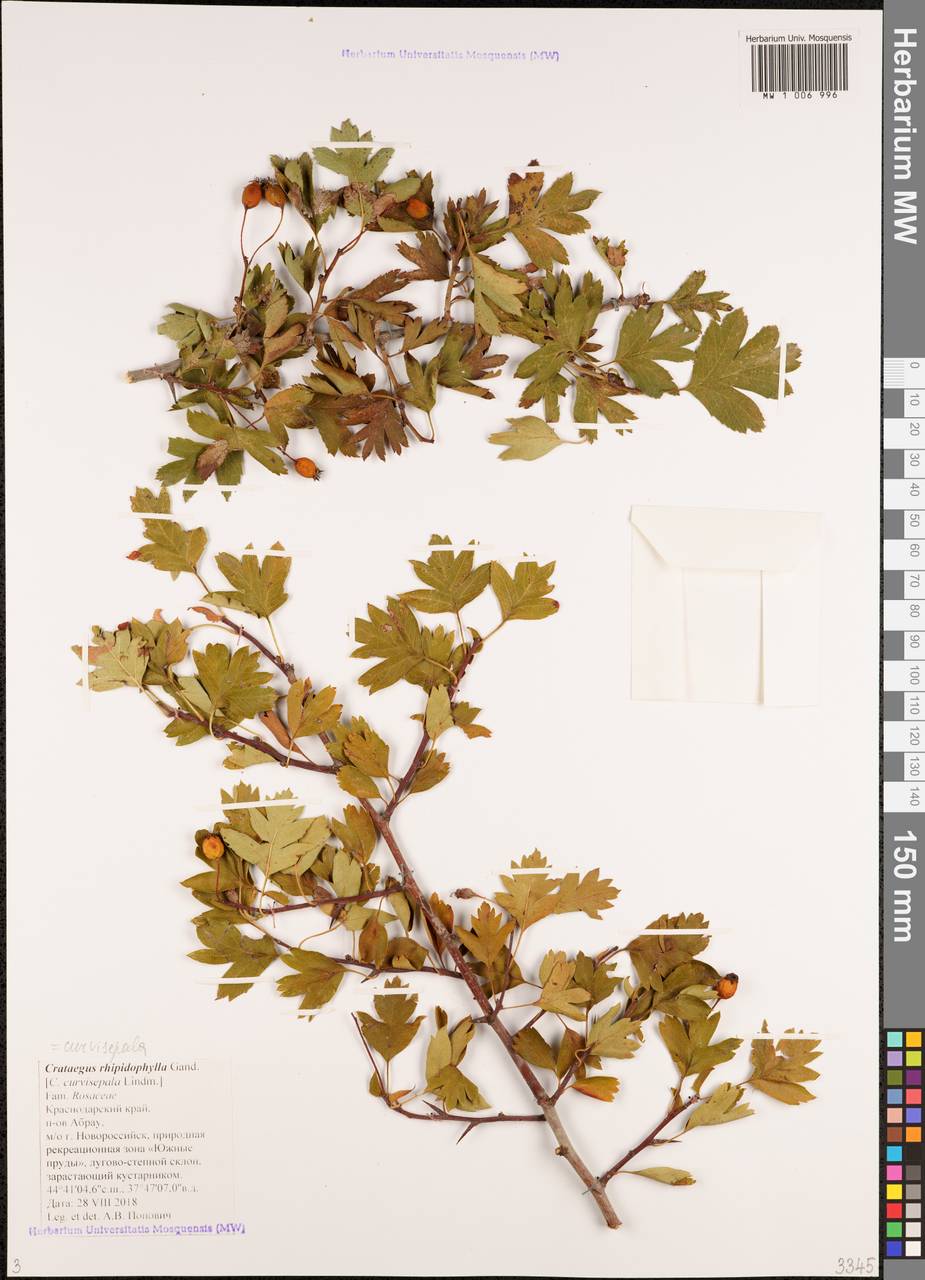 Crataegus praemonticola Holub, Кавказ, Черноморское побережье (от Новороссийска до Адлера) (K3) (Россия)