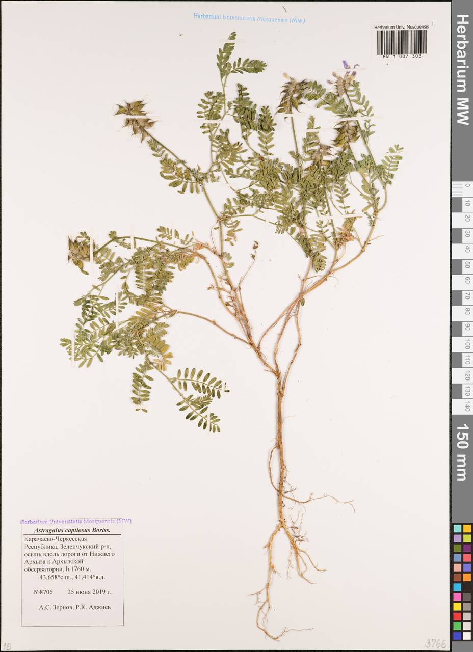 Астрагал обманчивый A. Boriss., Кавказ, Ставропольский край, Карачаево-Черкесия, Кабардино-Балкария (K1b) (Россия)