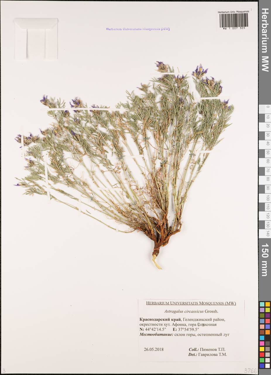 Астрагал черкесский Grossh., Кавказ, Черноморское побережье (от Новороссийска до Адлера) (K3) (Россия)