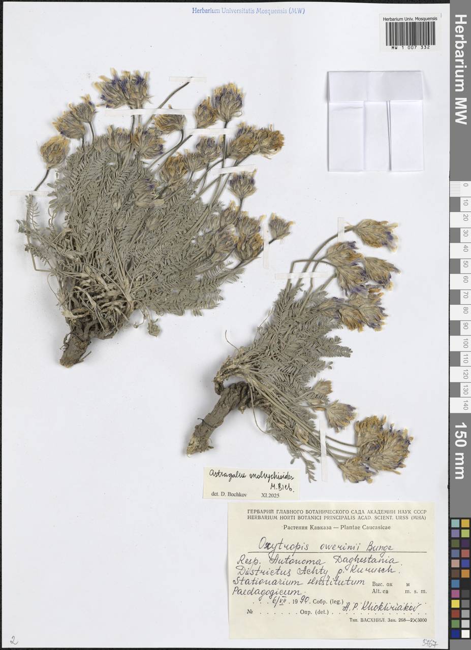 Астрагал эспарцетовидный M.Bieb., Кавказ, Дагестан (K2) (Россия)