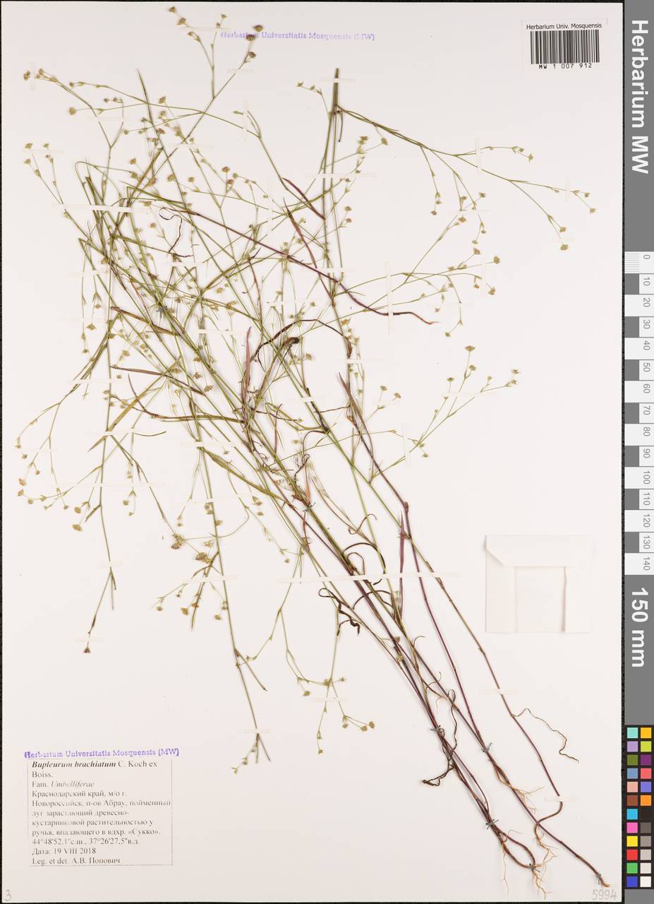 Володушка ветвистая K.Koch ex Boiss., Кавказ, Черноморское побережье (от Новороссийска до Адлера) (K3) (Россия)