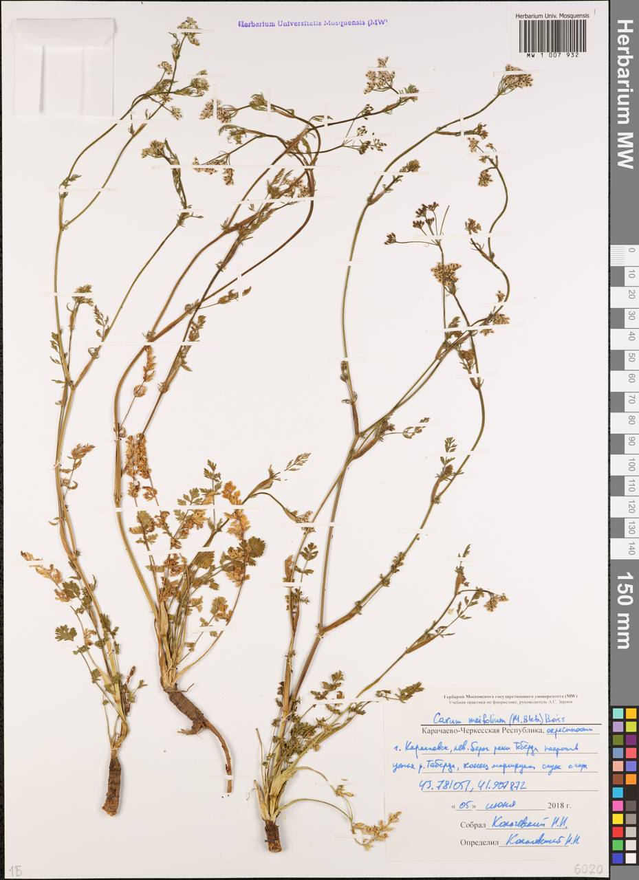 Тмин рассеченнолистный (M.Bieb.) Boiss., Кавказ, Ставропольский край, Карачаево-Черкесия, Кабардино-Балкария (K1b) (Россия)